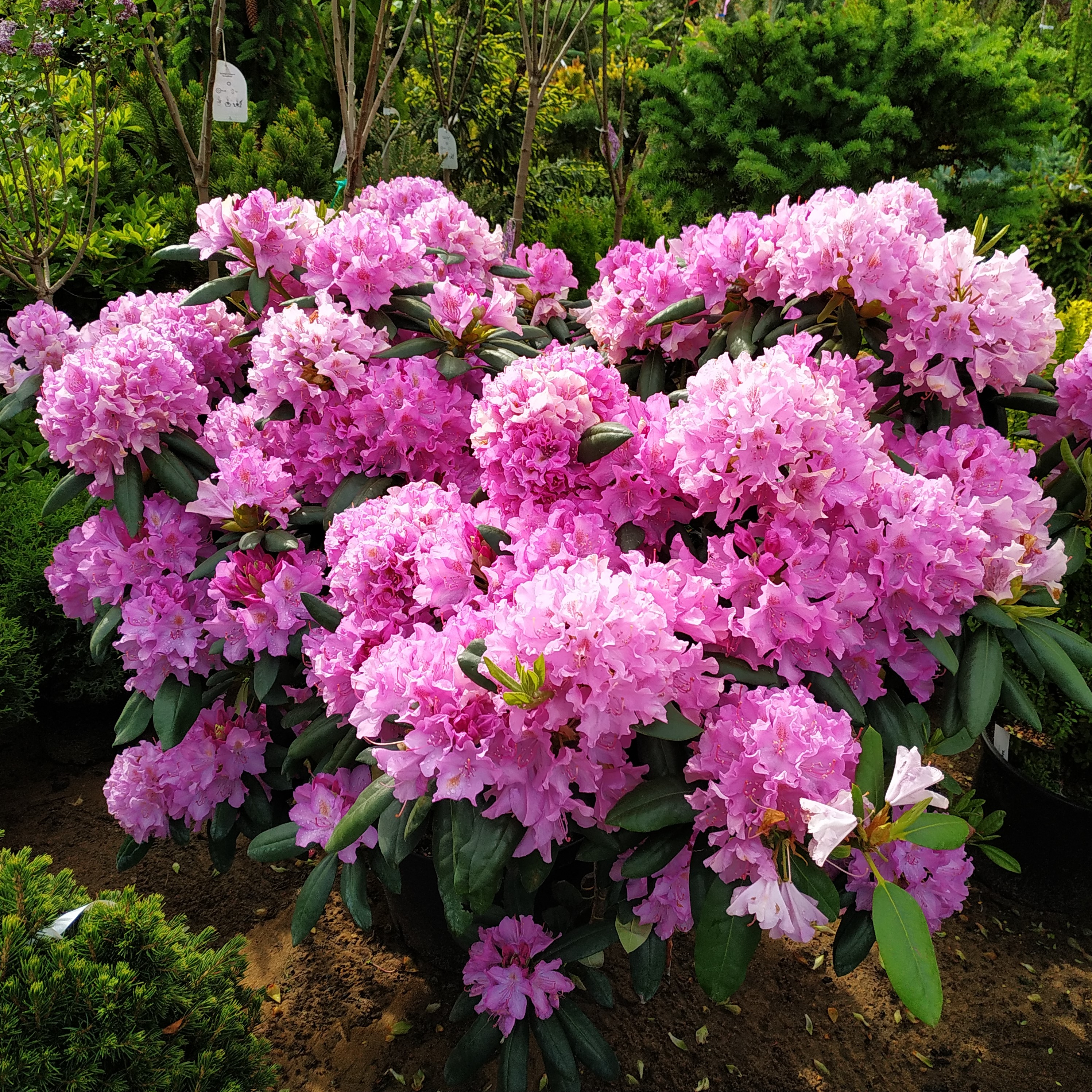 Catawbience_Grandiflorum3