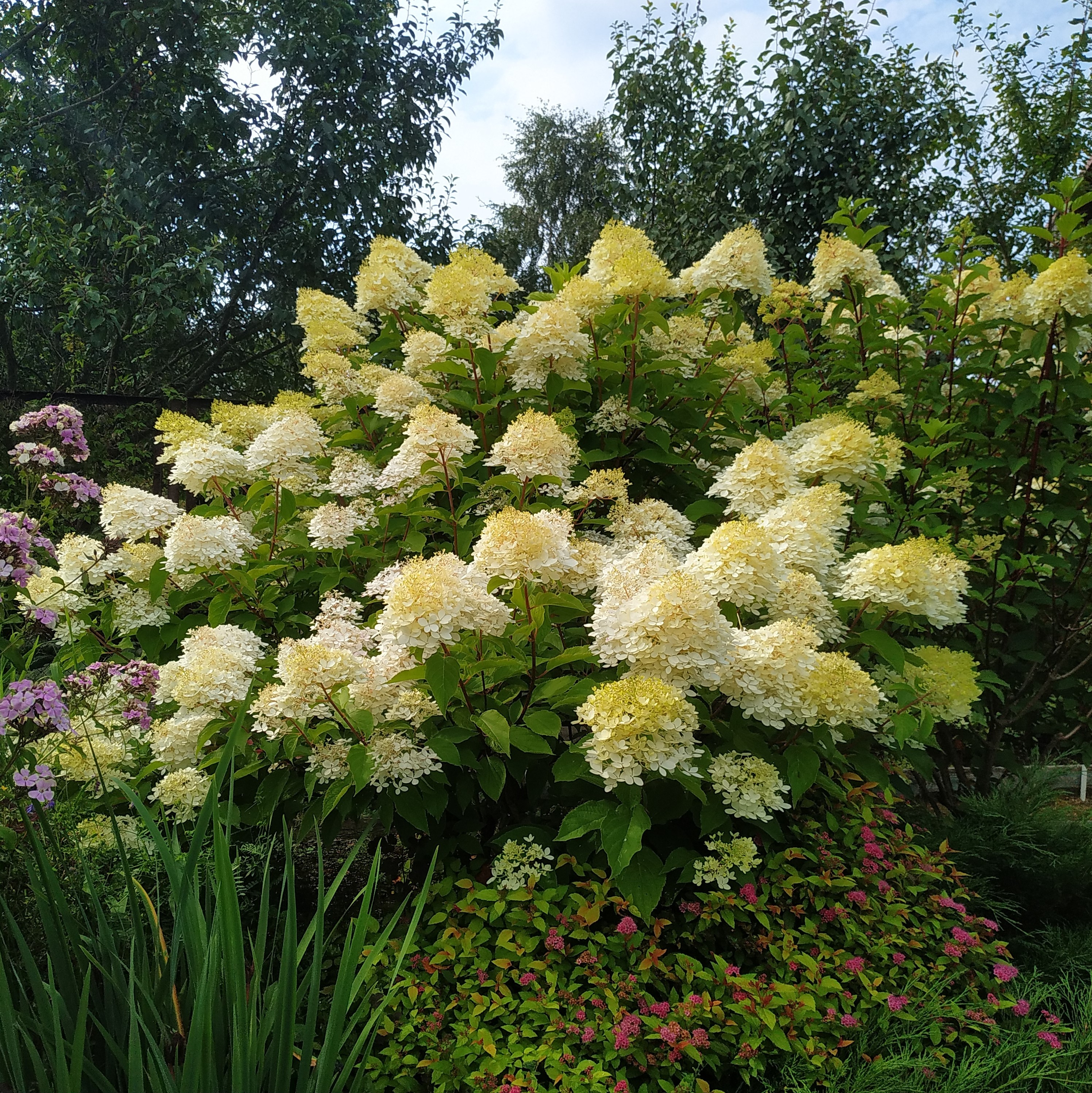 Hydrangea6