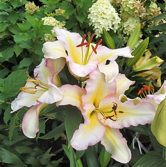 Lilium5