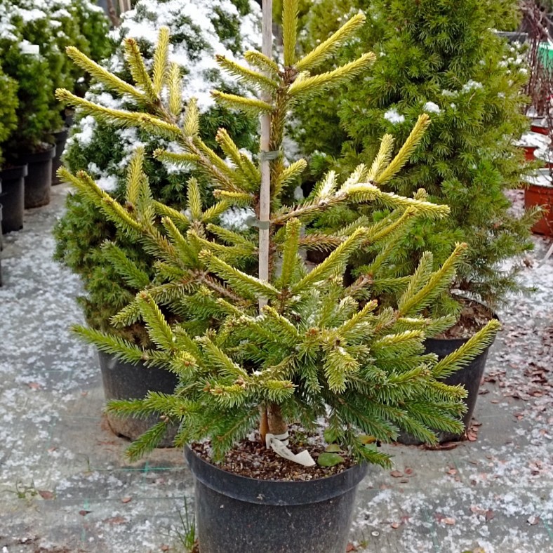 Acrocona_Golden_2