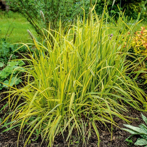 Alopecurus_pratensis_Aureovariegatus