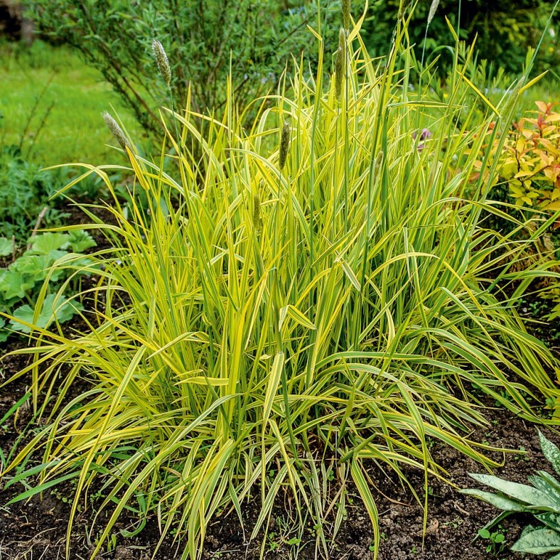 Alopecurus_pratensis_Aureovariegatus