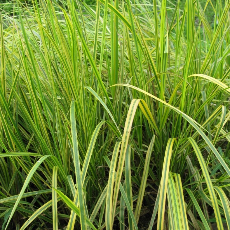 Alopecurus_pratensis_aureovariegatus_1