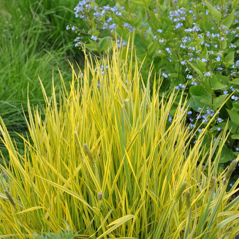 Alopecurus_pratensis_aureovariegatus_2