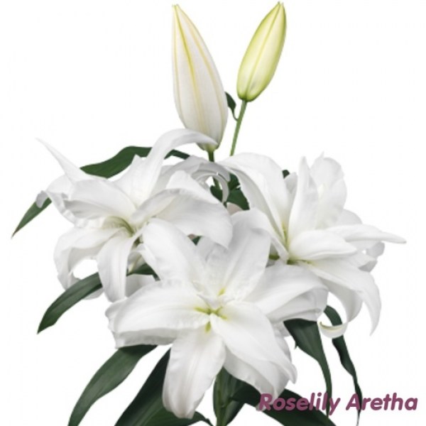 Aretha