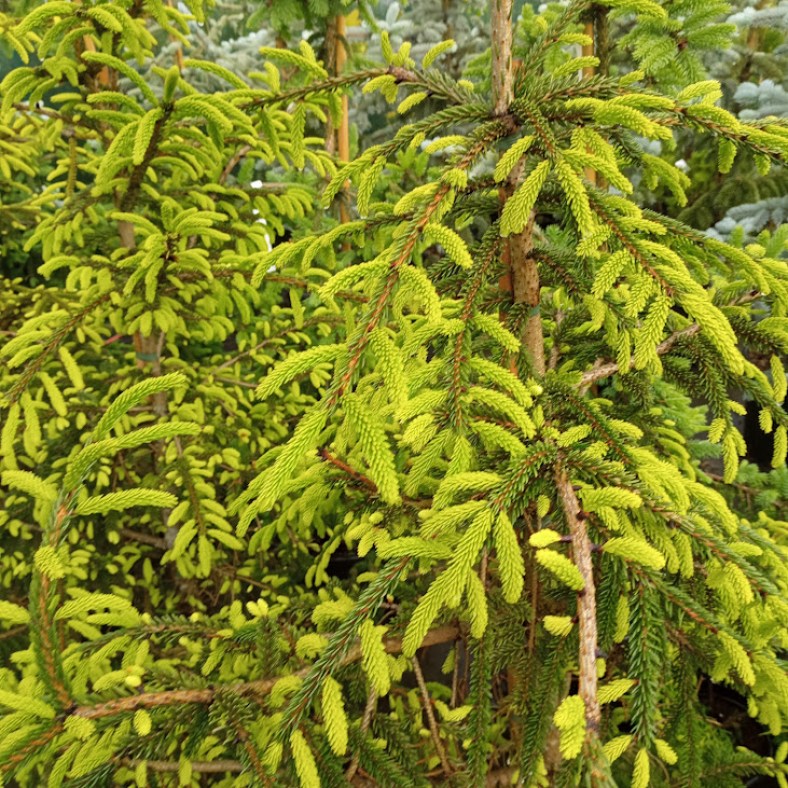 Atrovirens_1