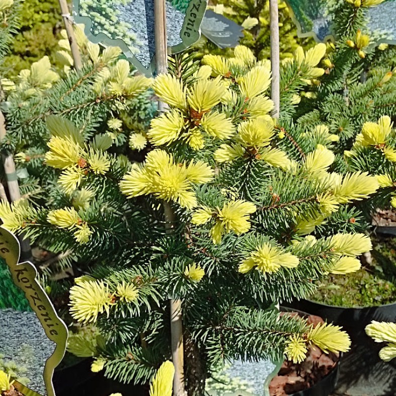 Bialobok_C10_1