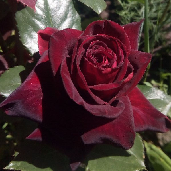 Black_Baccara
