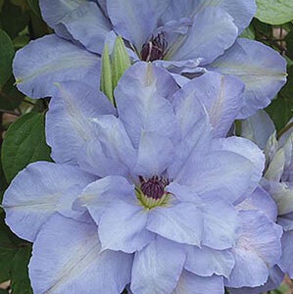 Blue_Cotillion