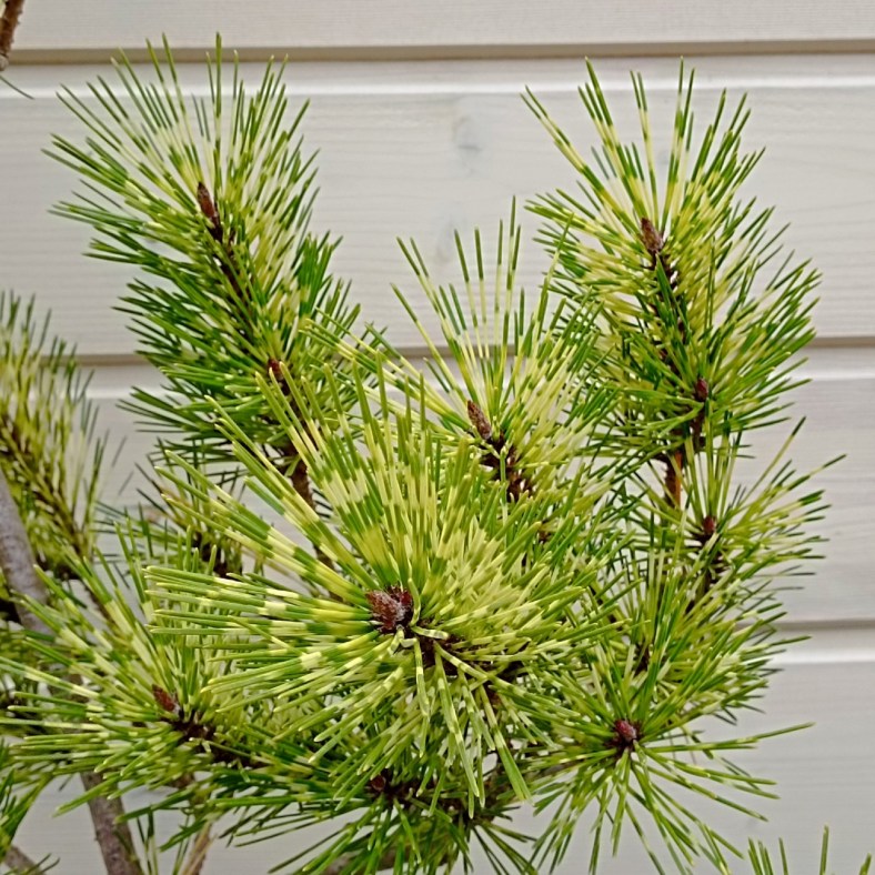 Burkes_Red_Variegated_2