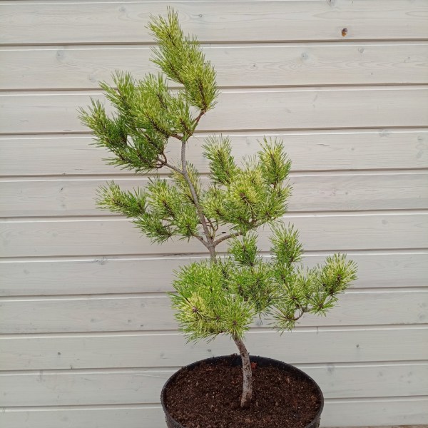 Burkes_Red_Variegated