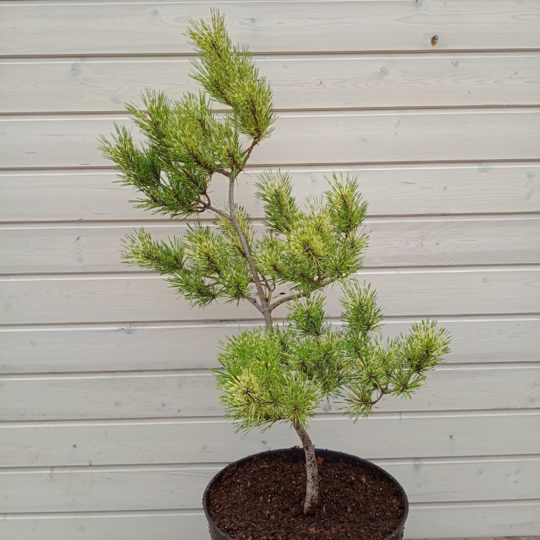 Burkes_Red_Variegated