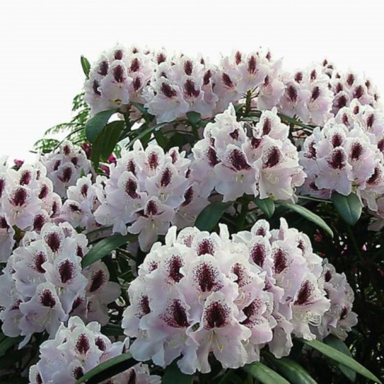 Calsap_1