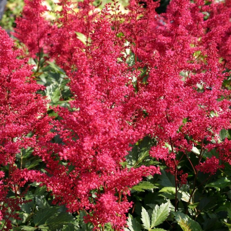 Cardinal_1
