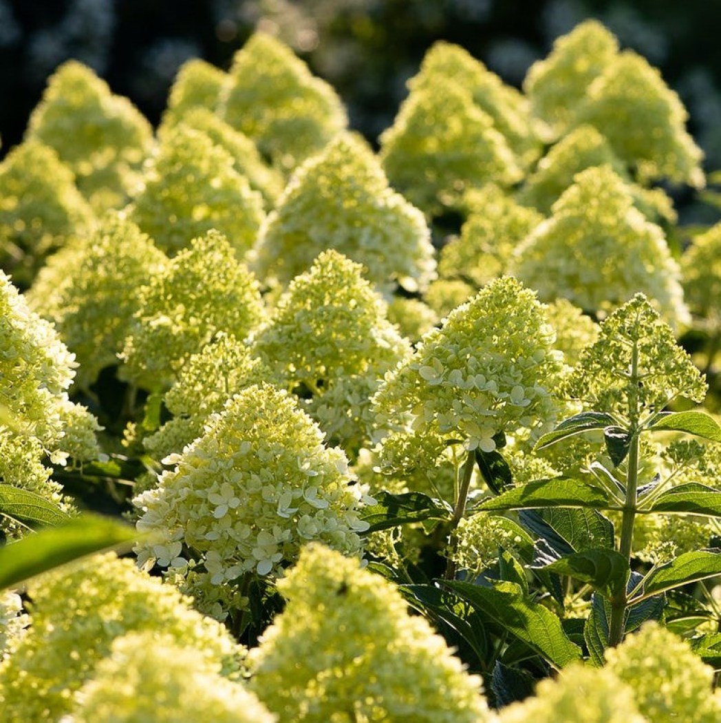 CottonCream1