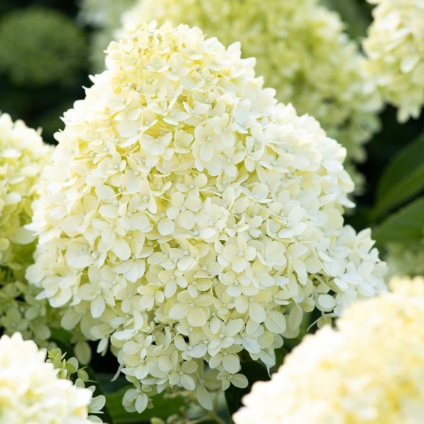 CottonCream