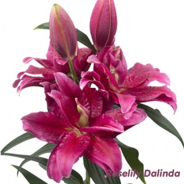 Dalinda