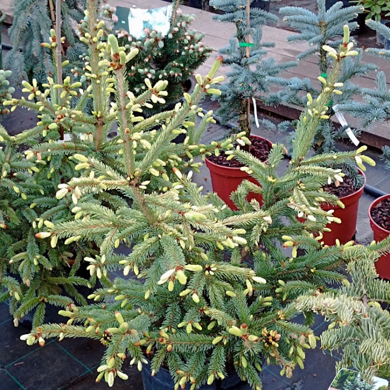 Dent_1
