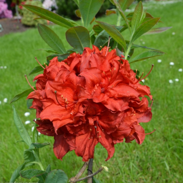 Doloroso