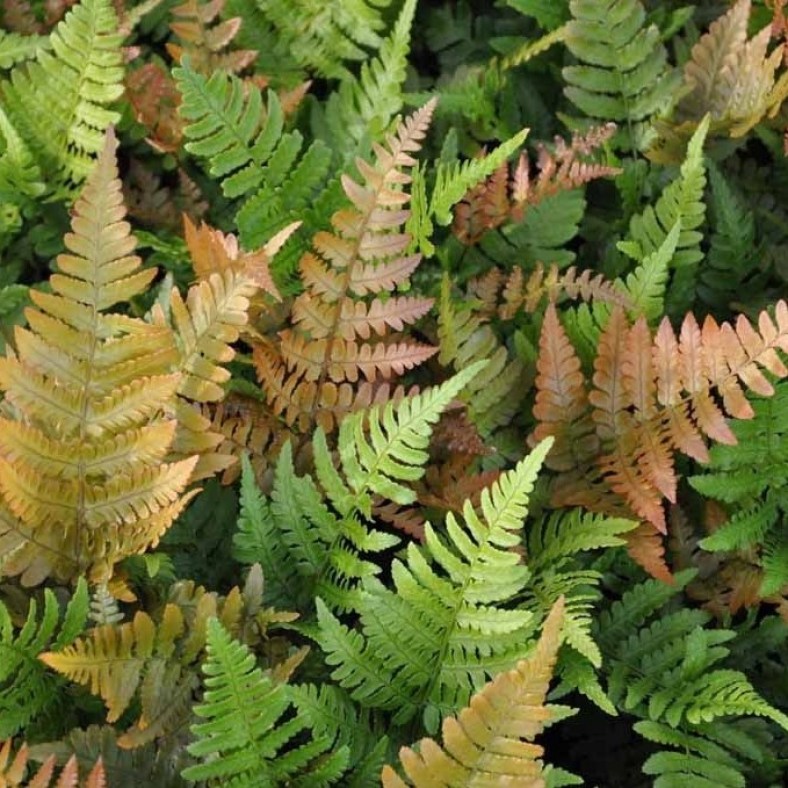 DryopterisErythrosora