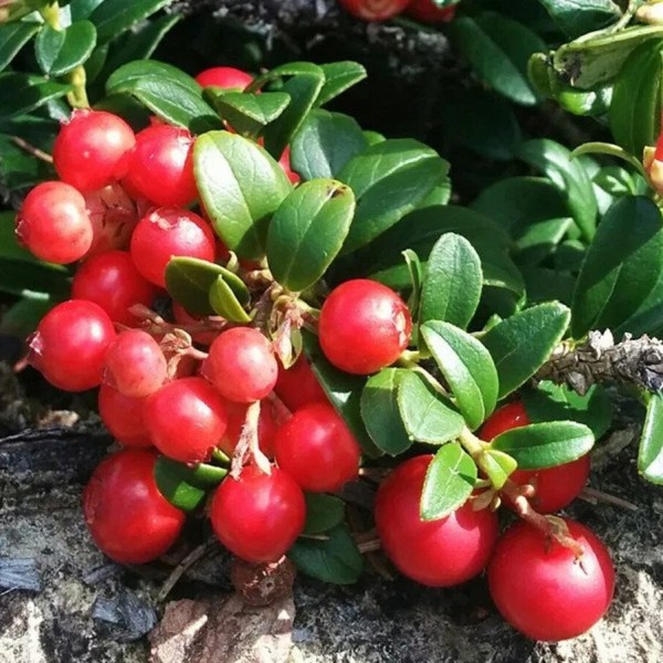 Erntedank