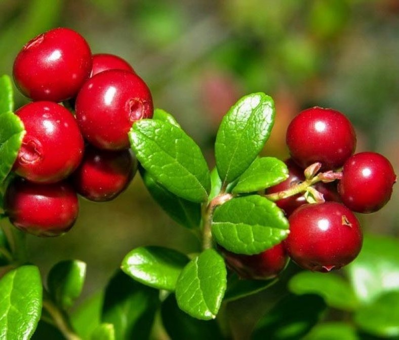 Erntekrone