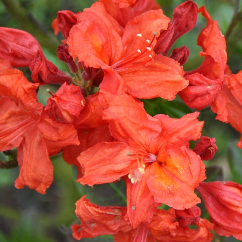 Feuerwerk