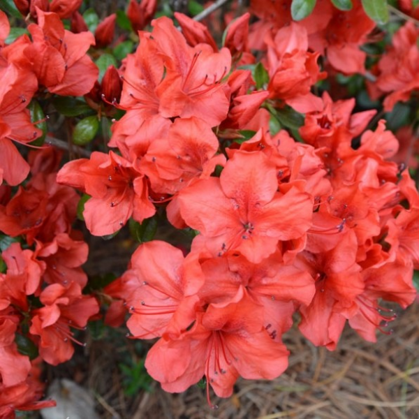 Geisha_Orange