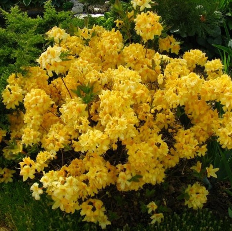GoldenSunset_1