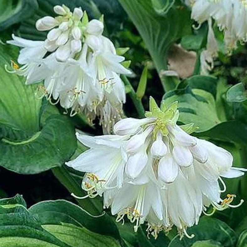 Guardian_Angel_flower