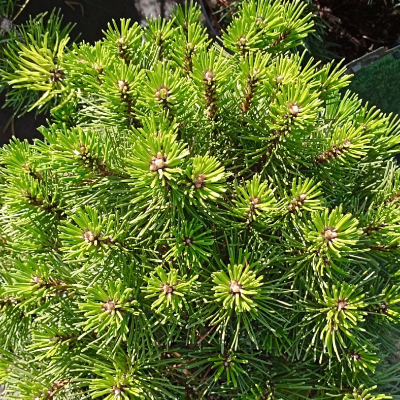 Hnizdo_2