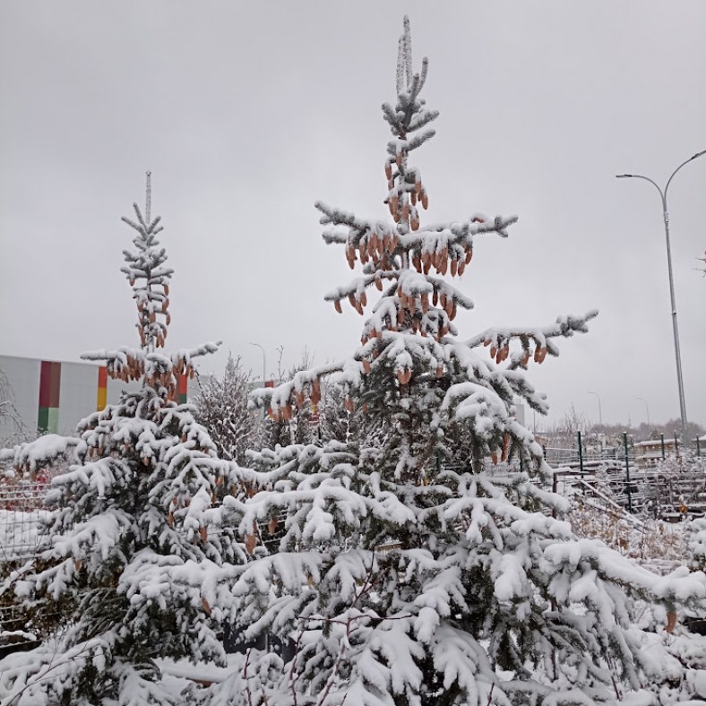 Hoopsii_44