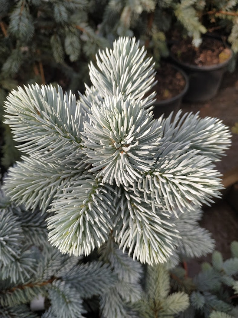 Hoopsii_6