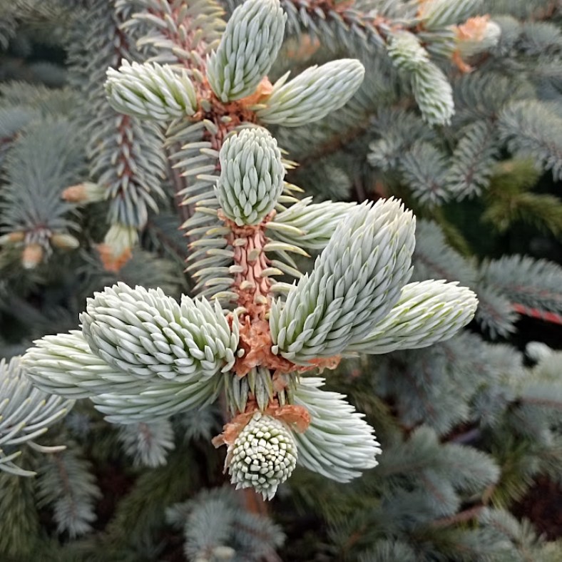 Hoopsii_76