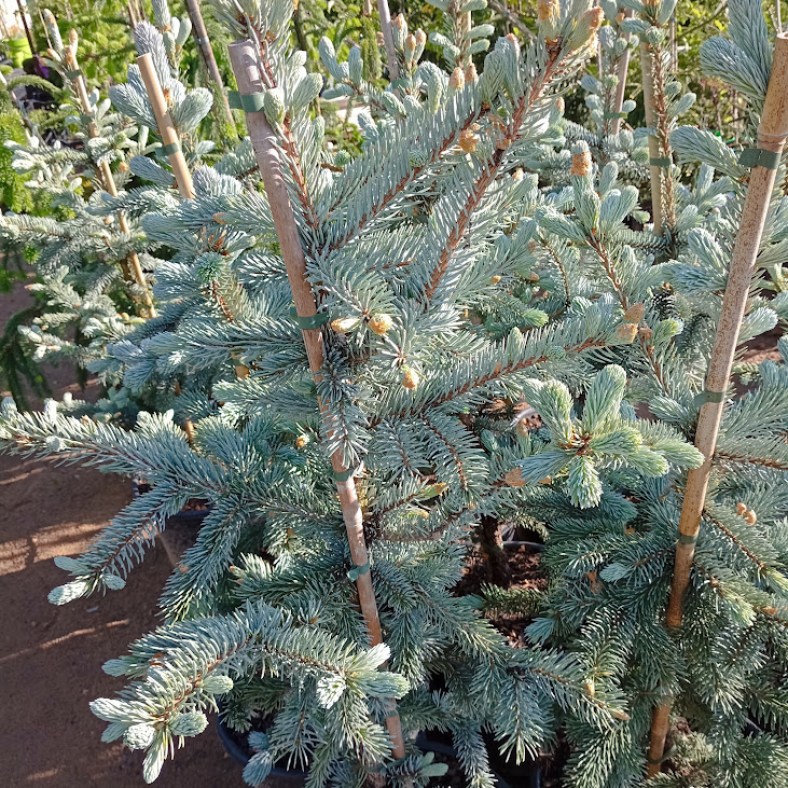 Hoopsii