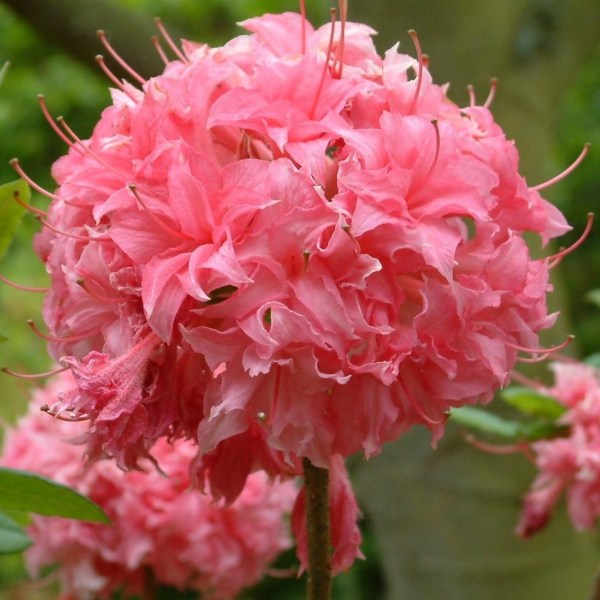 Houmbush