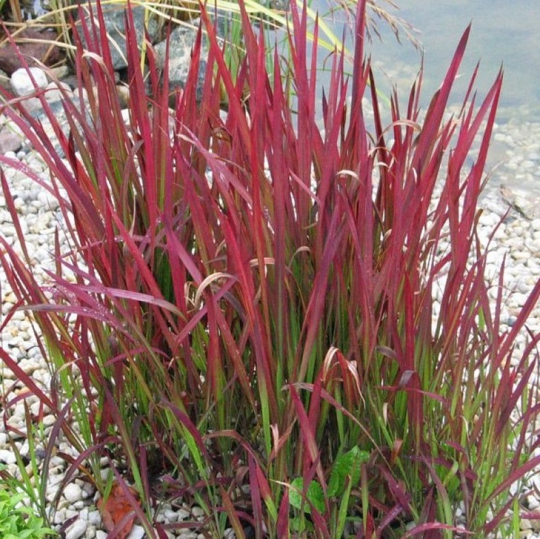 Imperata_Red_Baron_1