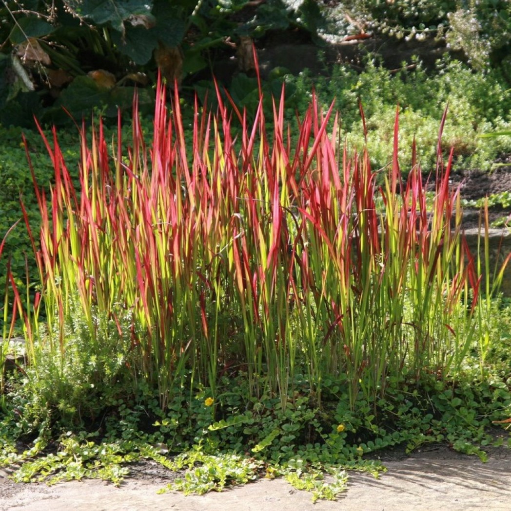 Imperata_Red_Baron_2