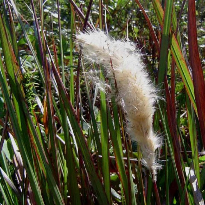 Imperata_Red_Baron_3