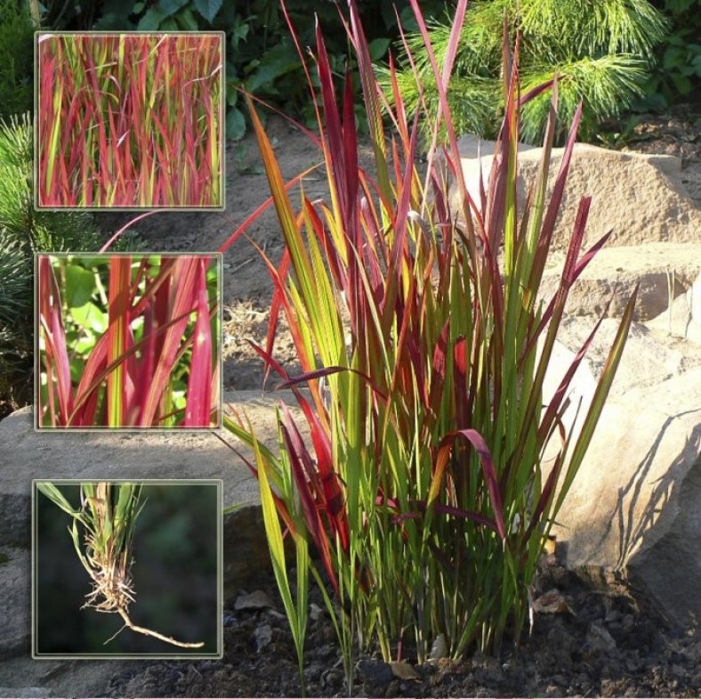 Imperata_Red_Baron