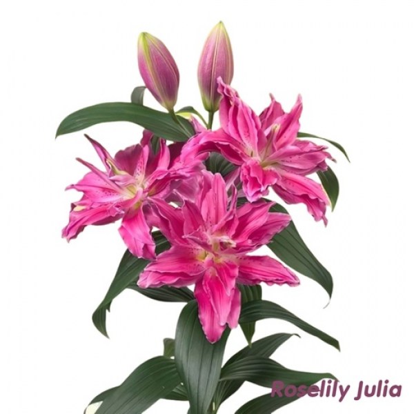 Julia