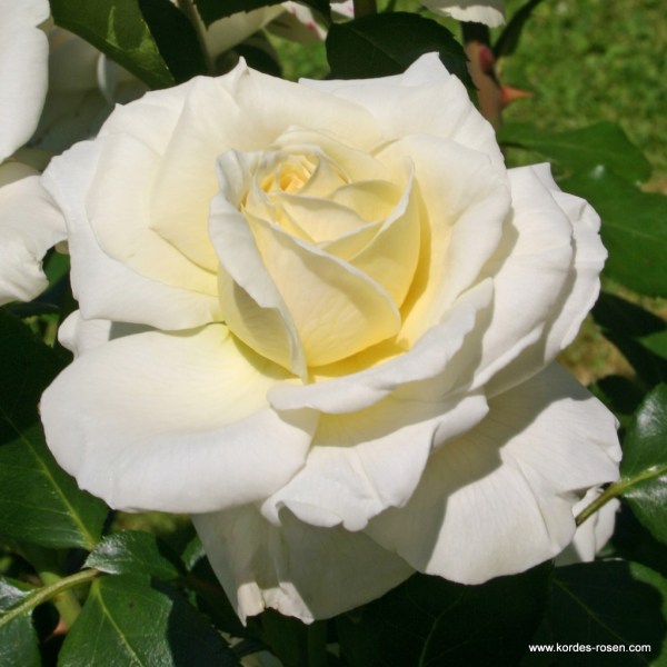 La_Perla