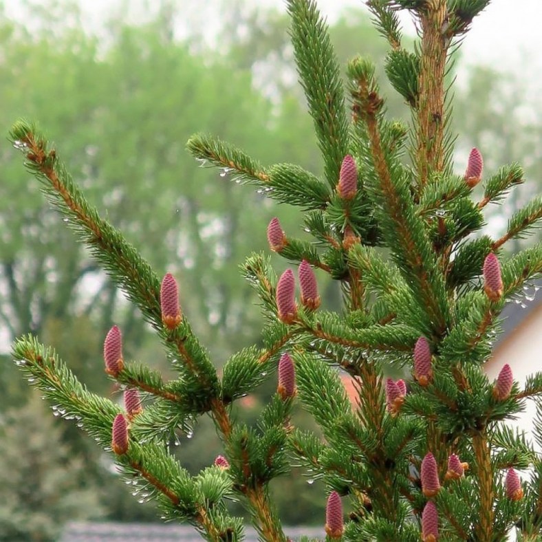 Lombartsii_18