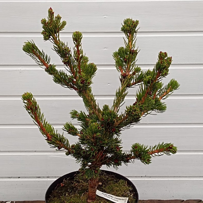Lombartsii_28