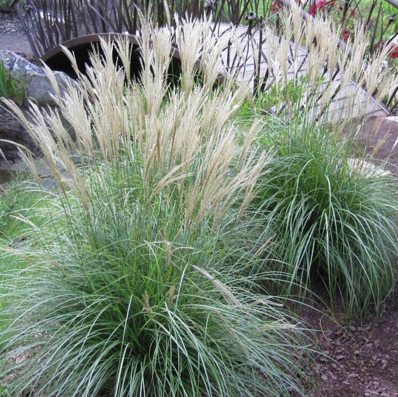 Miscanthus_sinensis_Adagio_1