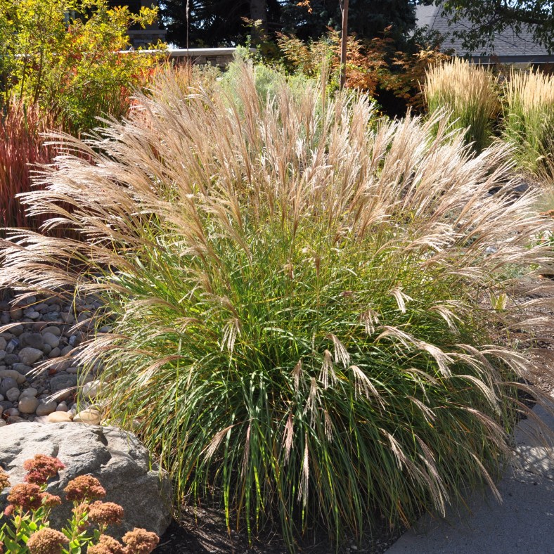 Miscanthus_sinensis_Adagio_2