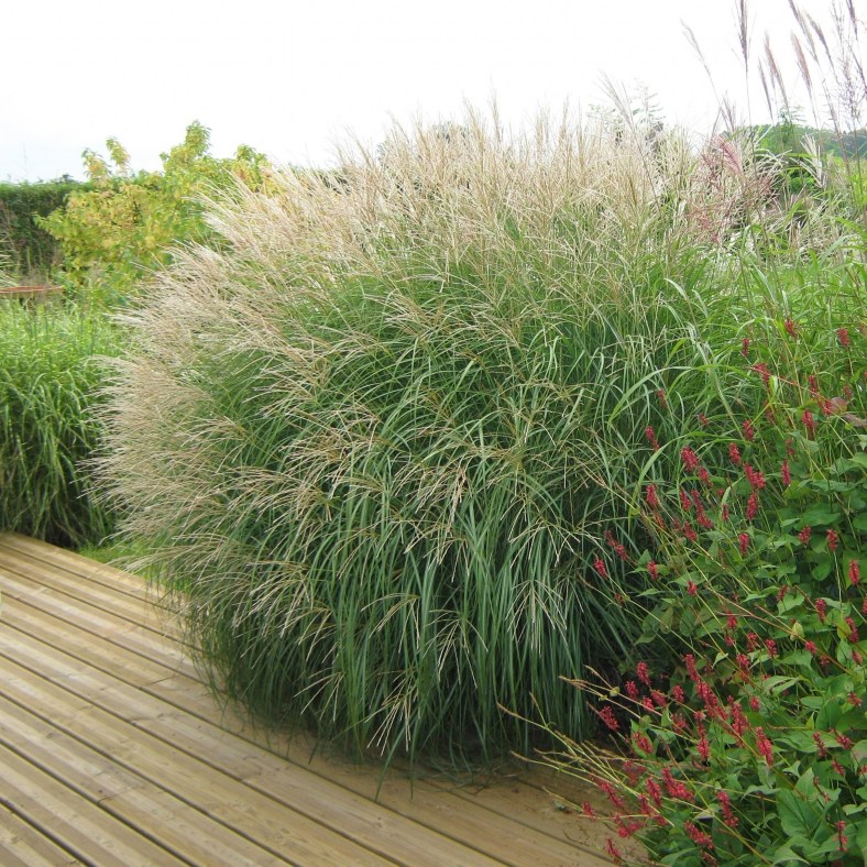 Miscanthus_sinensis_Adagio