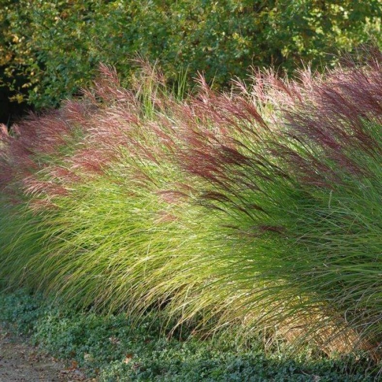 Miscanthus_sinensis_Gracillimus_16