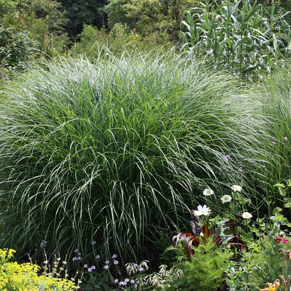 Miscanthus_sinensis_Gracillimus