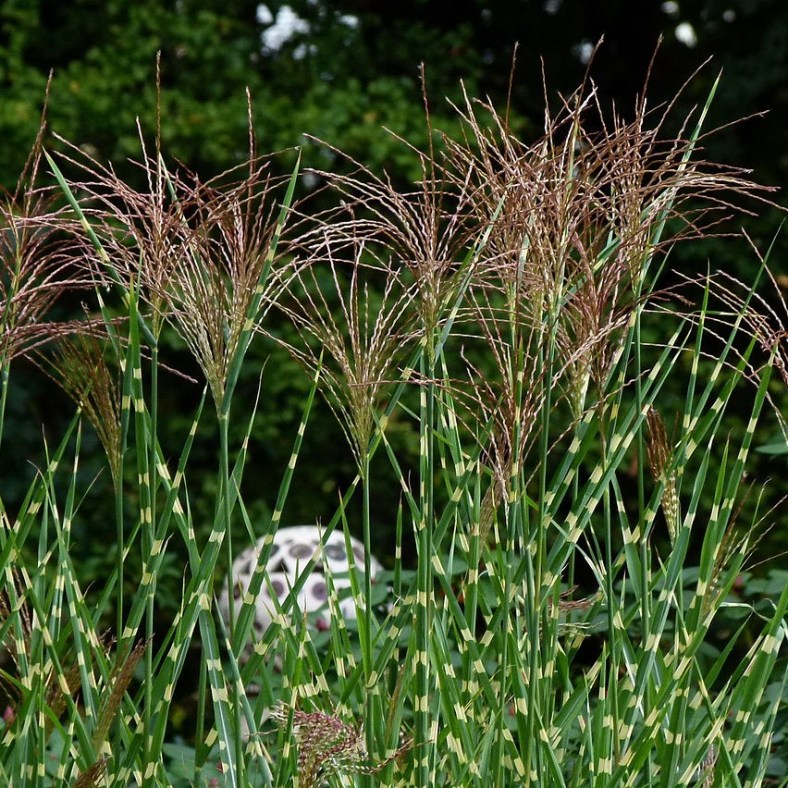 Miscanthus_sinensis_Zebrinus_1